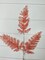 Winter Wonderland Cedar Spray - 26.5 Inches of Pink Snow-Kissed Elegance-XS221615